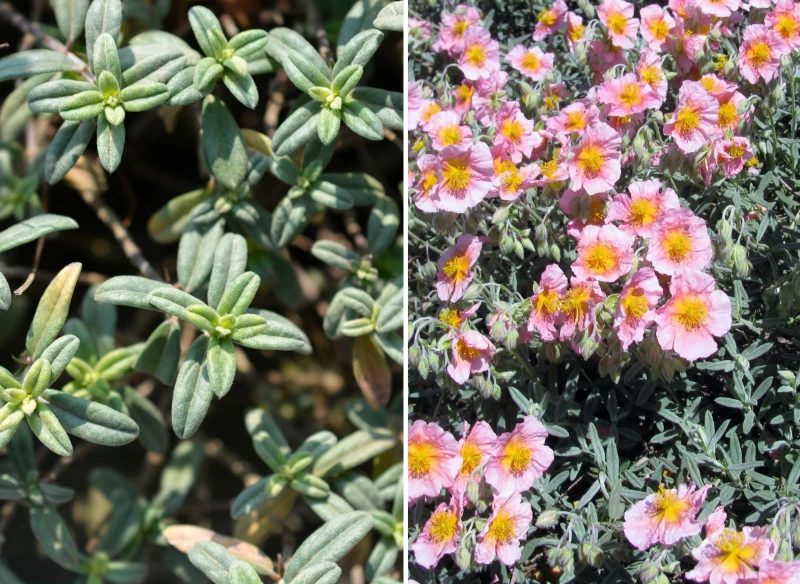 Nawet pozbawiony kwiatów przed i po sezonie posłonek prezentuje się ciekawie - przypomina trochę popularne zioła, a rosnąc na skalnym podłożu lub w...