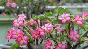 Róża pustyni to niezwykły sukulent, który zachwyca obfitym kwitnieniem.