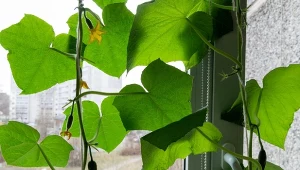 Uprawa ogórków w doniczce to doskonały sposób na zapewnienie sobie świeżych i smacznych warzyw bez konieczności posiadania ogrodu.