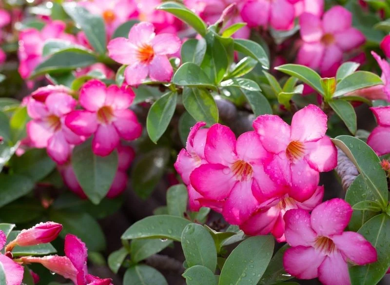 Róża pustyni kwitnie od wiosny do jesieni