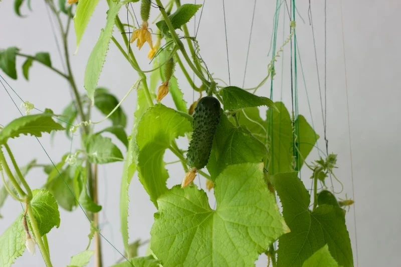Aby uzyskać obfite plony, ogórki w doniczkach należy regularnie podlewać