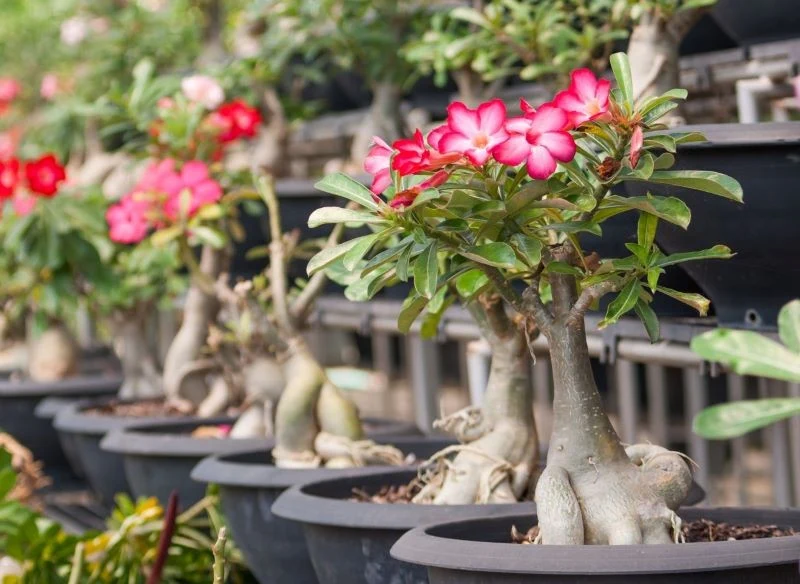 Różę pustyni warto nawozić, by obficie kwitła