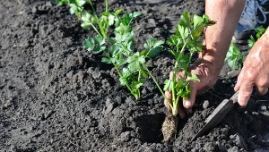 Seler urośnie duży i zdrowy, wystarczy tylko odpowiednio go posadzić.