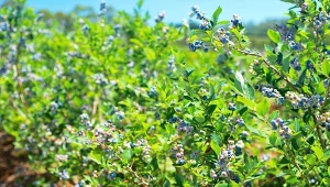 Najlepszym okresem do nawożenia borówki amerykańskiej jest wiosna. Czym dokarmiać krzew, by miał dużo owoców?