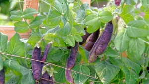 Groch cukrowy Desiree to ogrodowy hit. Mieszanka warzywa jadalnego z kwitnącą ozdobą udekoruje taras, a przy tym ożywi... smakowe wspomnienia z dzieciństwa.