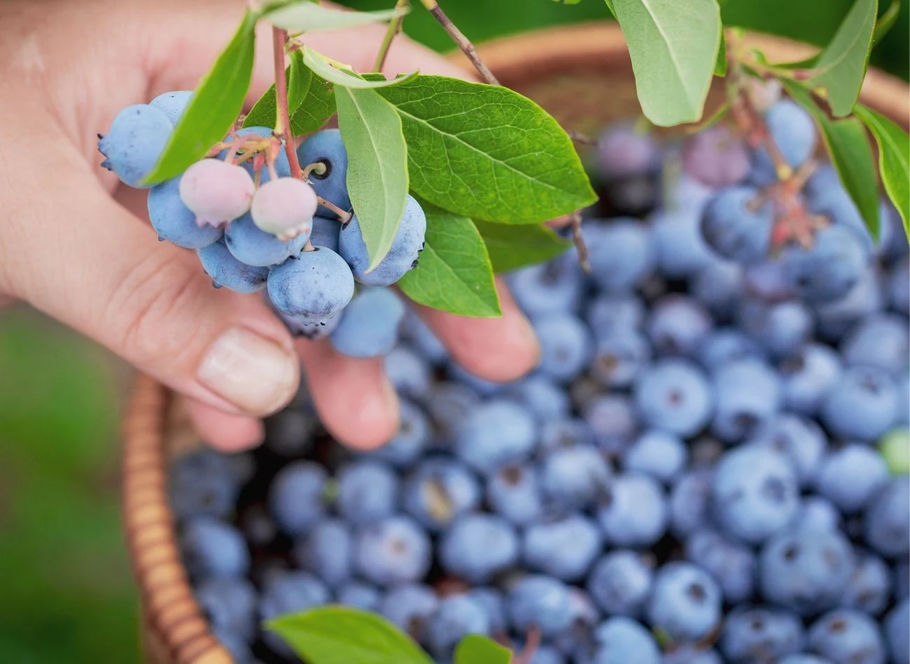 Borówka amerykańska zawiera duże ilości witamin C i A oraz fosfor i potas