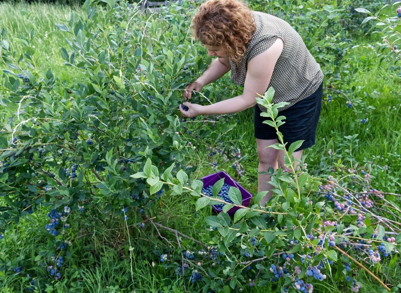 Borówkę amerykańską warto nawozić obornikiem zwierzęcym