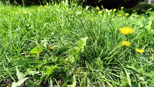 Zalewa z ogórków na chwasty to metoda, którą warto znać - pozwoli zwalczyć uciążliwy problem, niszcząc dzikie kępy od korzeni./deccoria.pl