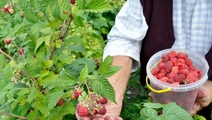 Dobre sąsiedztwo dla malin sprawi, że będą obficiej owocować.