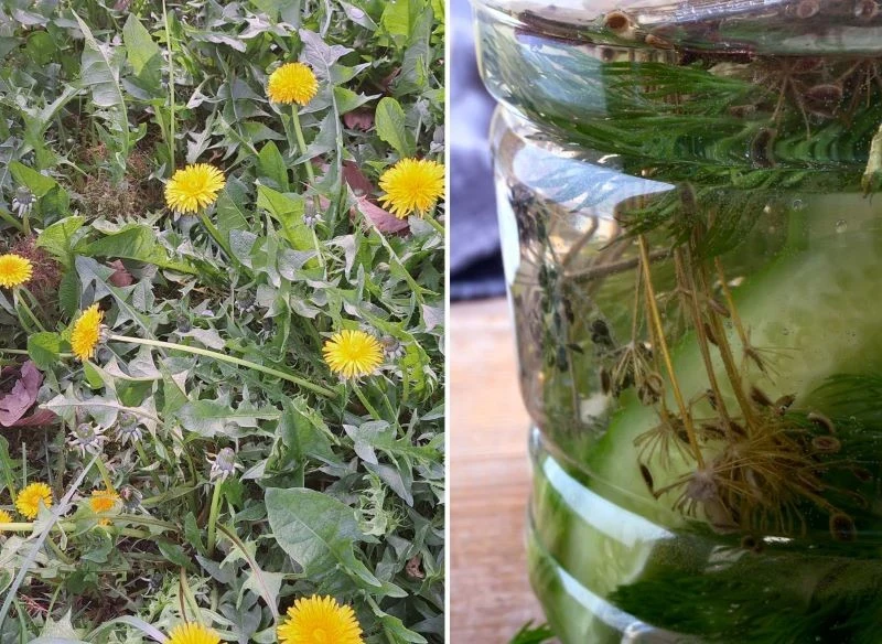 Składniki zalewy ogórkowej pozwalają stopniowo wysuszyć poszczególne partie rośliny, niszcząc chwast od korzenia