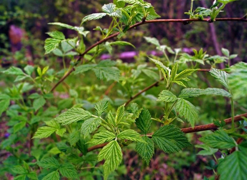 Maliny możemy sadzić wiosną lub jesienią