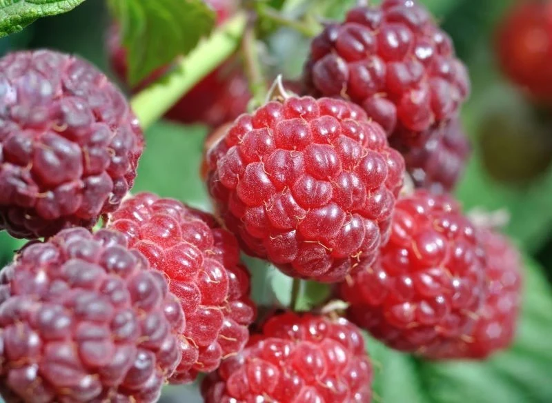 Odpowiednie sąsiedztwo dla malin ma wpływ na smak owoców