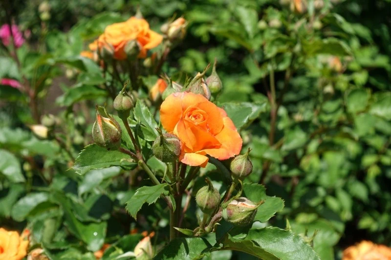 Aby róże długo i pięknie kwitły, należy o nie odpowiednio zadbać