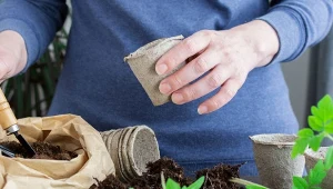 Do pikowania wybieramy największe i najbardziej rozwinięte siewki pomidorów.