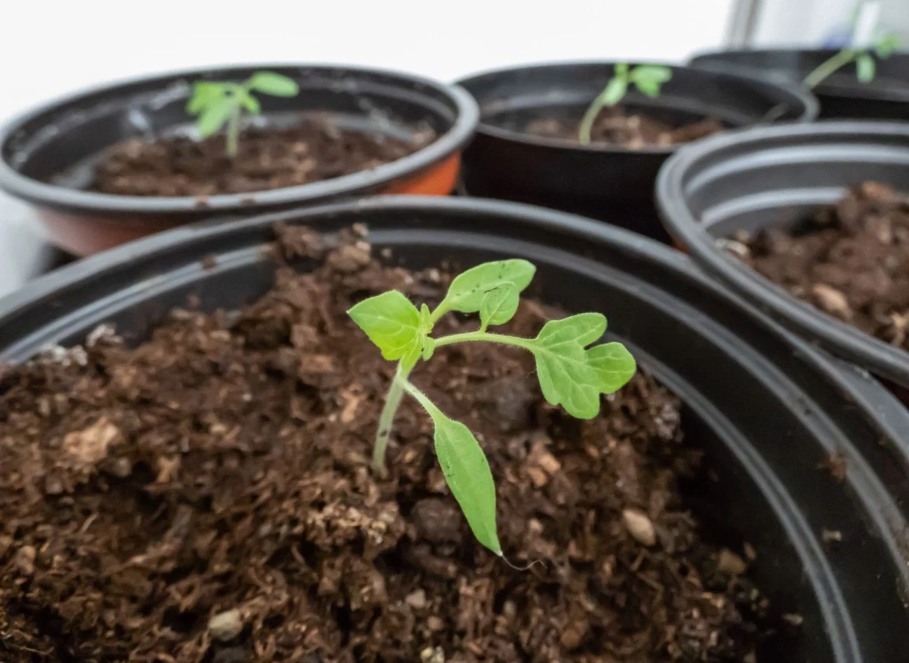 Ziemia wzbogacone nawozem mineralnym może spalić sadzonki pomidorów