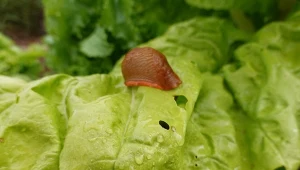Po ciepłej zimie z ziemi wyszło mnóstwo ślimaków. Już żerują w ogrodach, niszcząc warzywa i kwiaty.