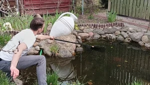 Jak wyczyścić muł i glony w oczku wodnym? Warto zacząć od ściągnięcia wierzchniej warstwy zielonych nici np. grabiami./deccoria.pl