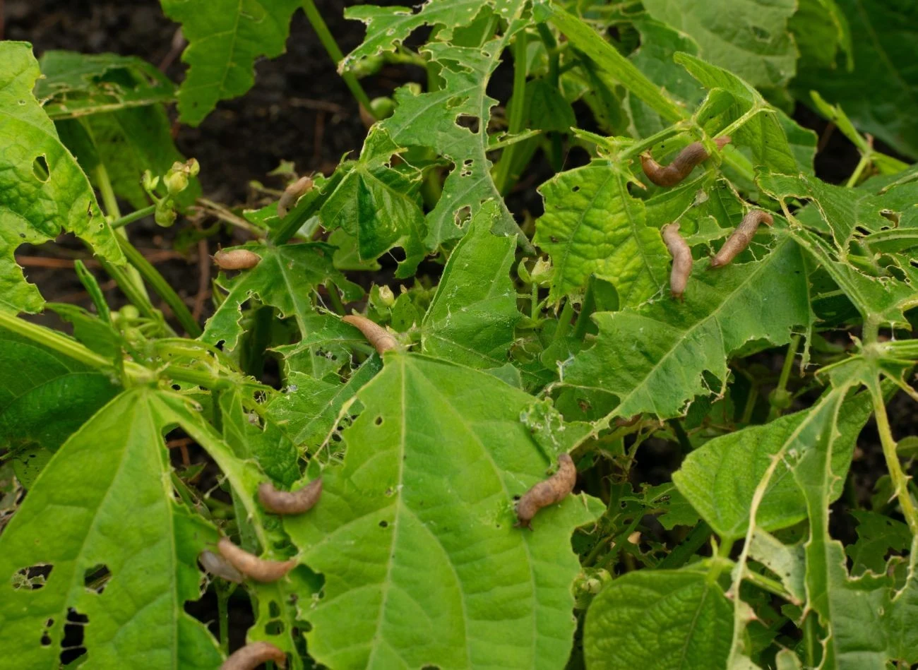 Ziemia okrzemkowa to najlepsze zabezpieczenie przed ślimakami