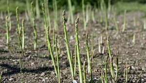 Kiedy sadzić szparagi do gruntu? Uprawa, odmiany i pielęgnacja szparagów