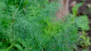 Nie pozwól, by wiosenne mszyce zaatakowały młody koperek.