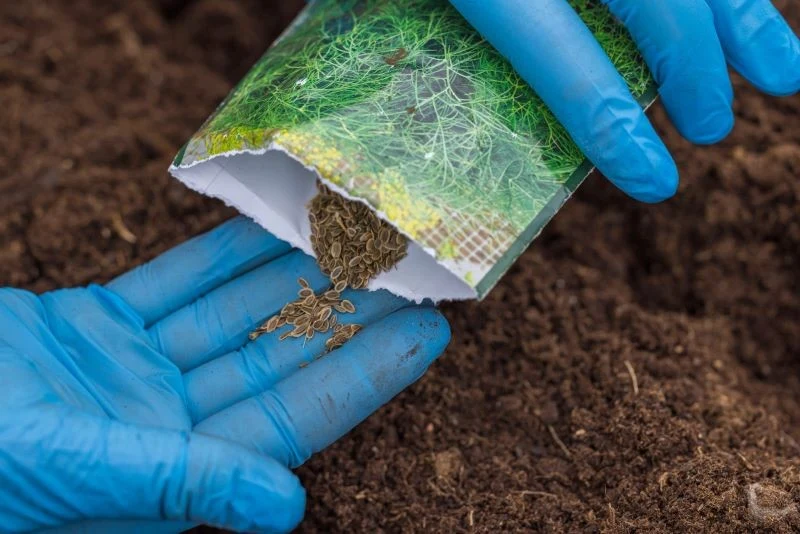 Koperek wysiewamy od marca lub kwietnia