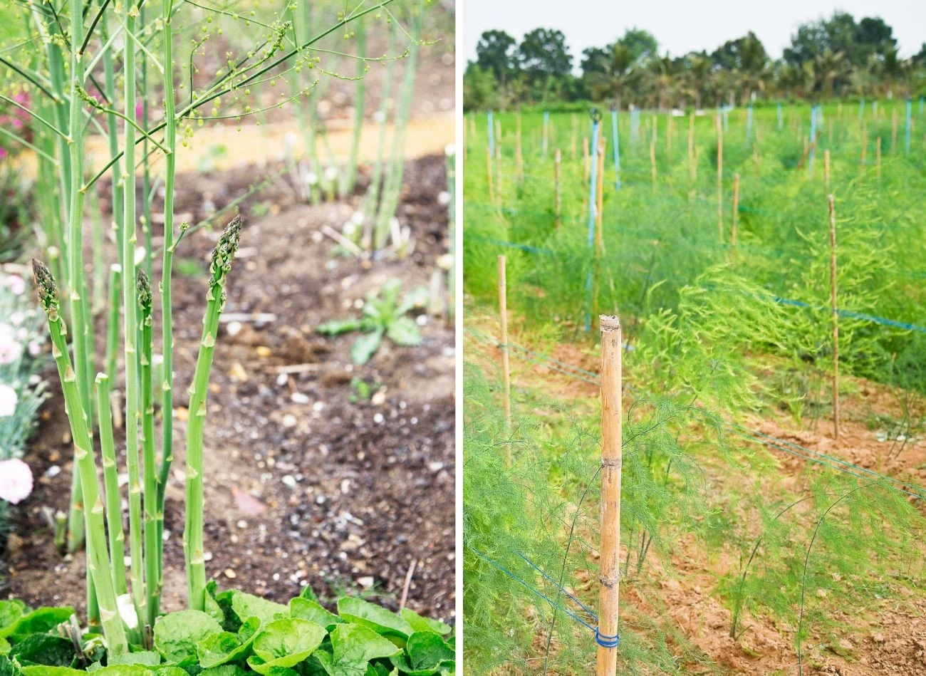 Szparagi potrzebują słonecznego i osłoniętego od wiatru stanowiska