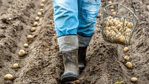 Zaprawianie ziemniaków przed sadzeniem to skuteczny sposób na zabezpieczenie upraw przed chorobami i szkodnikami.