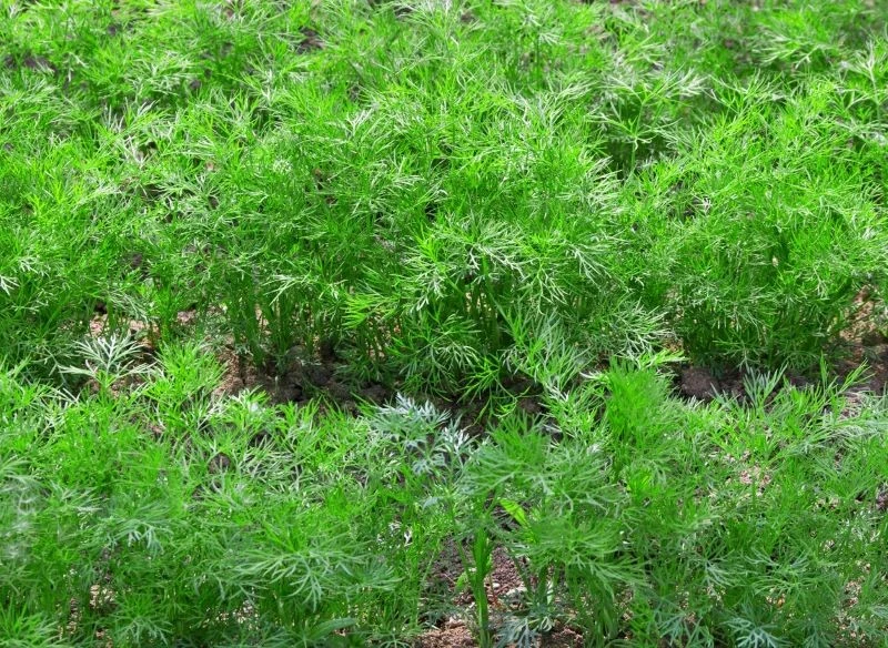 Koper ogrodowy siejemy w rzędach lub rzutowo