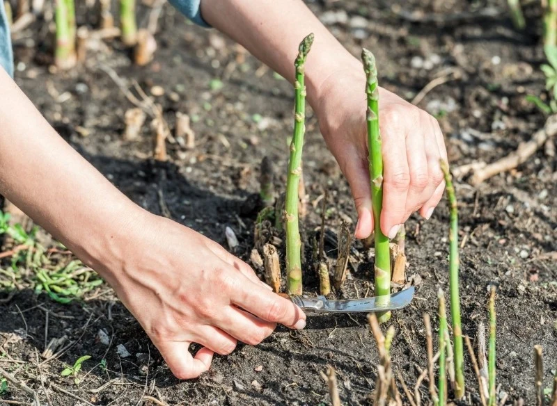 Szparagi można zbierać do maja, a nawet do czerwca