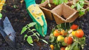 Podlewanie sadzonek pomidorów po pikowaniu specjalnym domowym nawozem przynosi efekty w plonowaniu. Owoce pomidora są również zdrowe. For. Dmitrii Shironosov/123RF.com/CanvaPro