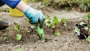 Jak szybko odkwasić glebę? Użyj mąki dolomitowej, to bezpieczniejsze niż czyste wapno, a większe plony zobaczysz już niebawem.