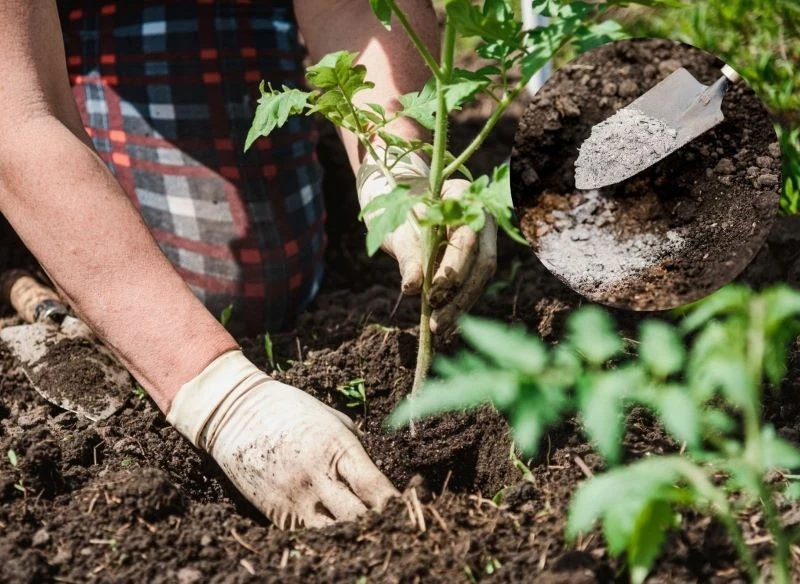Dla pojedynczych sadzonek w warzywniku wystarczy garść proszku, ale przed podaniem warto sprawdzić dokładnie proporcje