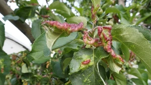 Wiosną pojawiają się mszyce w ogrodzie – co je przyciąga? Głównie warzywa i drzewa owocowe, ale nie tylko. Zdziwisz się, co atakują.