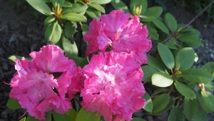 Różanecznik bujnie zakwitnie, jeśli wiosną podamy mu odpowiedni nawóz.