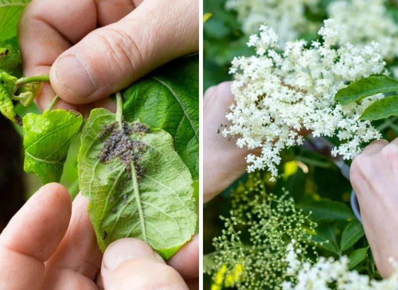 Na mszyce dawniej stosowano roztwór z kwiatów czarnego bzu