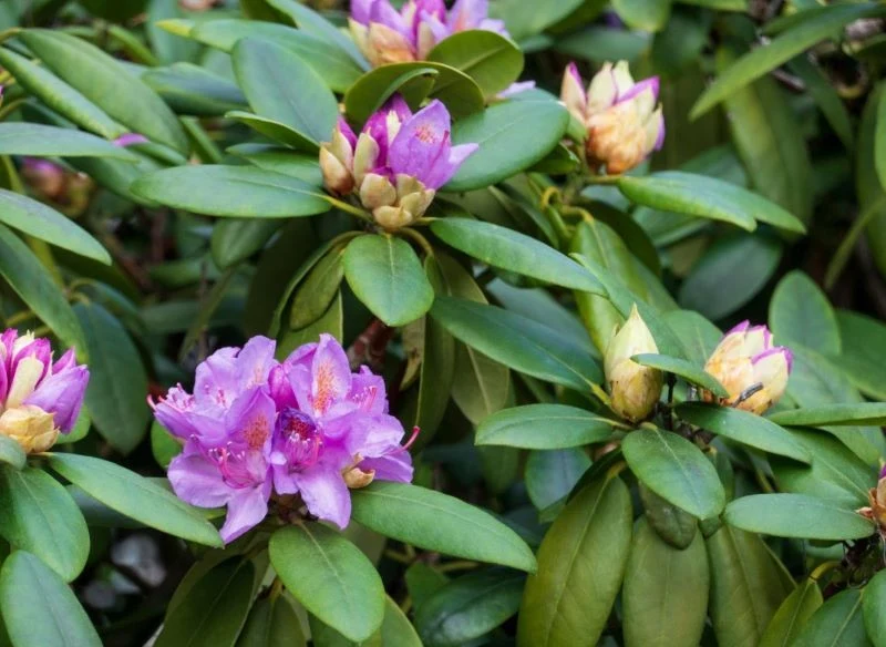 Nawóz na kwitnienie rododendronów musi mieć właściwości zakwaszające