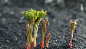 Piwonie wymagają dostarczenia odpowiednich składników odżywczych, aby móc zdrowo rosnąć i obficie kwitnąć.