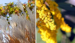 Miskant cukrowy i nawłoć kandyjska, choć pięknie się prezentują, potrafią poczynić w ogrodzie wiele szkód. Fot. wirescoct/goddard/CanvaPro