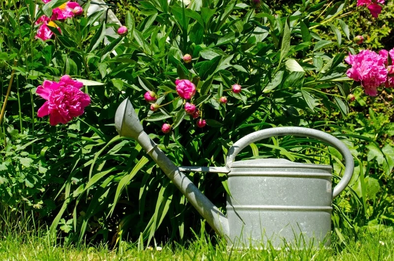 Przygotuj skuteczny nawóz z drożdży do piwonii, dzięki któremu dostarczy zastrzyk energii do obfitego kwitnienia