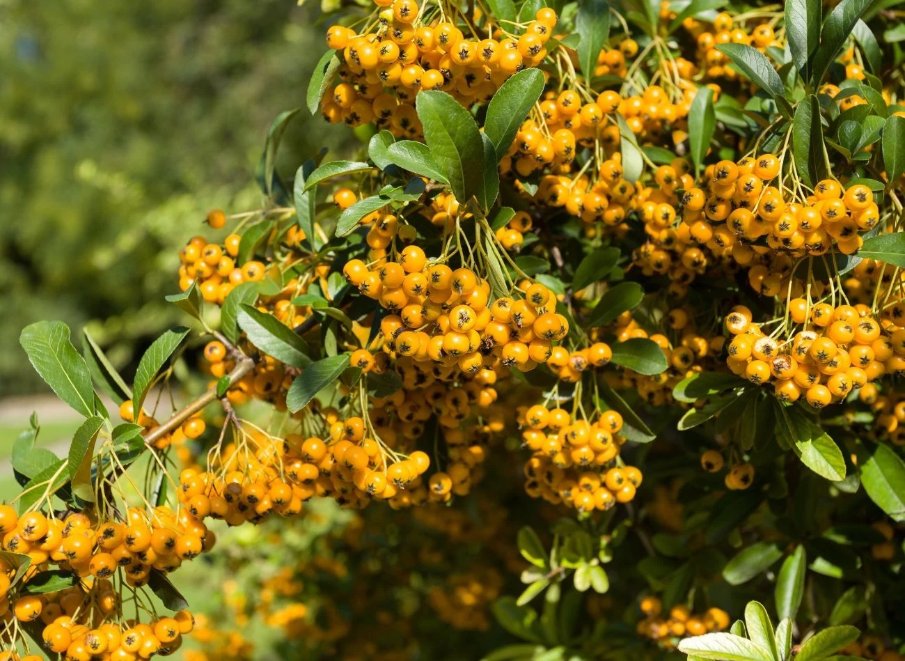 Owoce rokitnika zwyczajnego to cenne źródło witamin, jednak sam krzew jest mocno ekspansywny i trzeba kontrolować jego rozrost