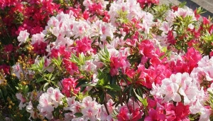 Sekretem to kwitnienia azalii przez cały sezon jest jej odpowiednie posadzenie, a także dokarmiane.