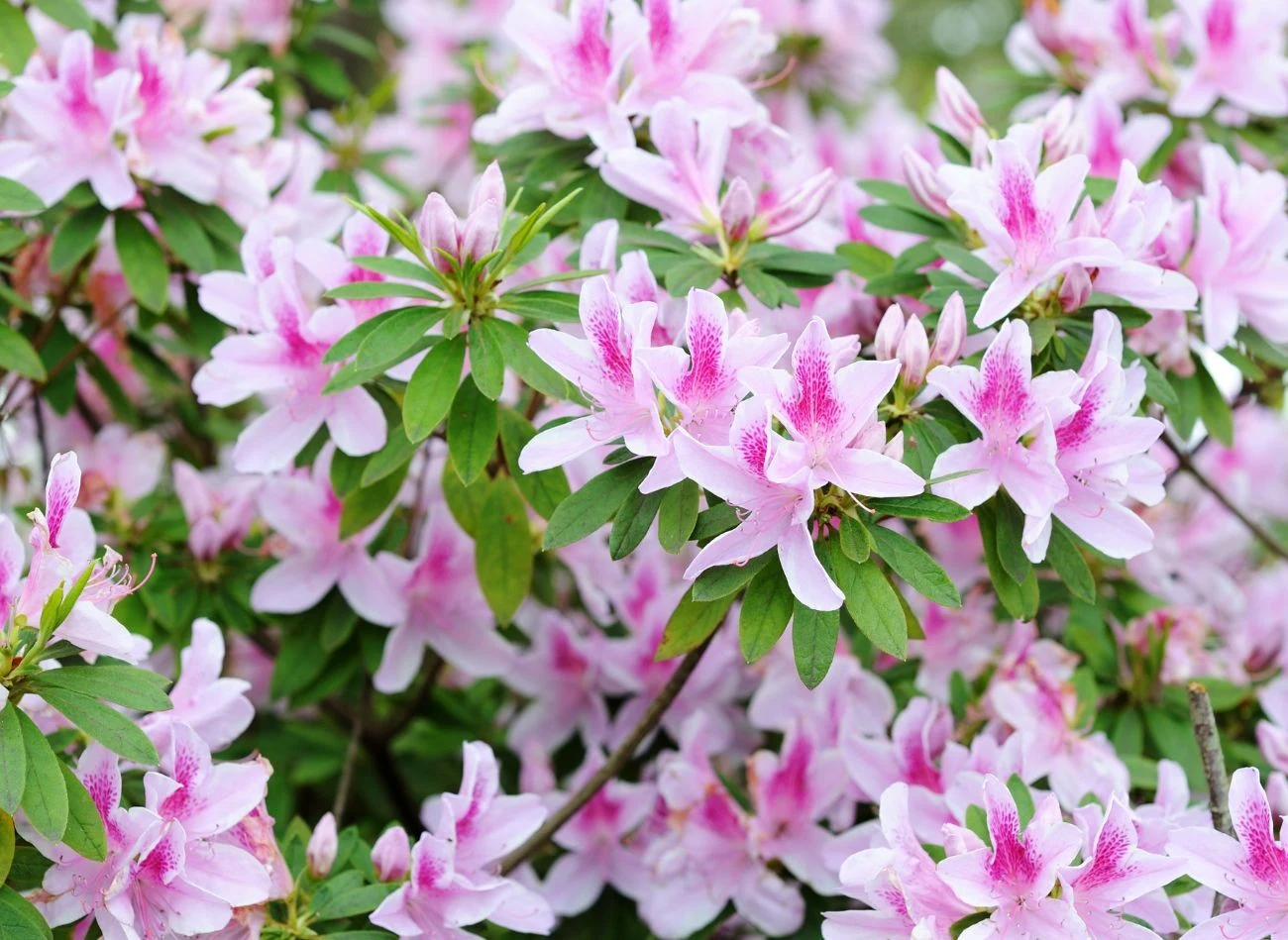 Azalie można posadzić w dwóch terminach - wczesną wiosną oraz na przełomie sierpnia i września