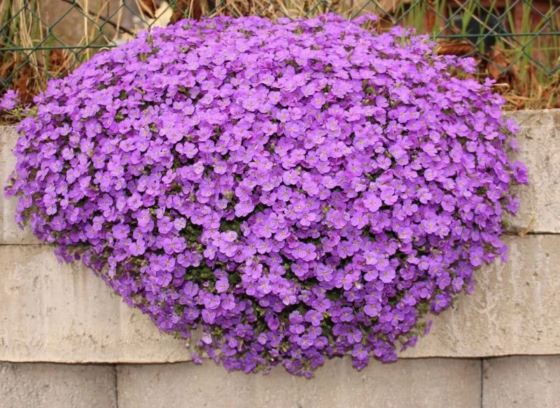 Przewieszające się poduchy żagwinu dodadzą uroku murkom i innym słonecznym zakątkom ogrodu