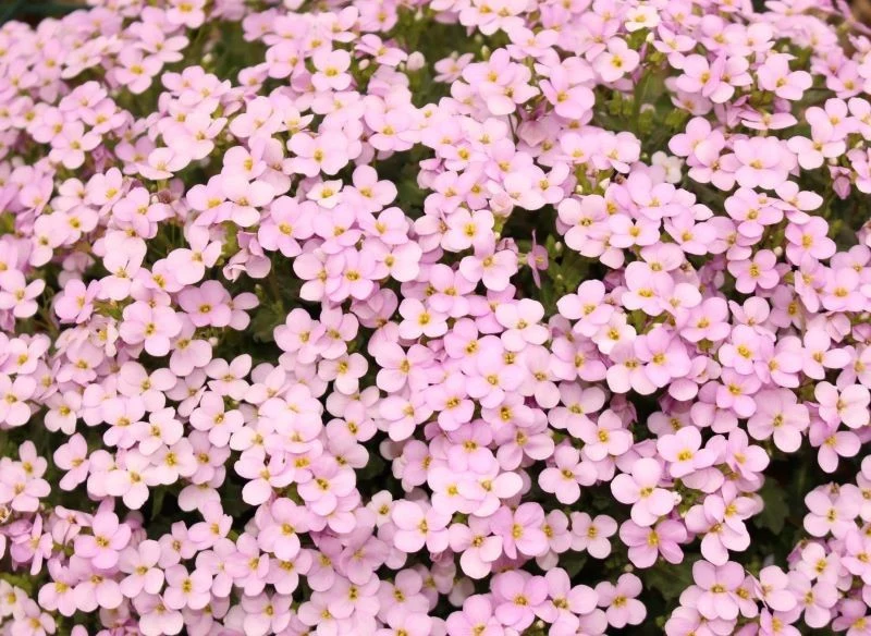 Niektóre odmiany żagwinu mają kwiaty w jasnych kolorach