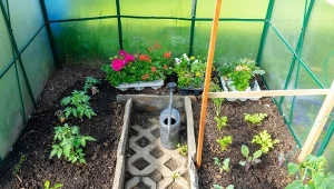 Kiedy jest najlepszy czas dosadzenia pomidorów w tunelu?