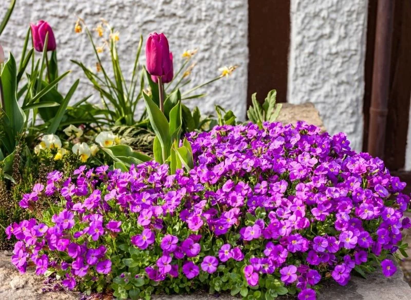 Żagwin ogrodowy najlepiej rośnie i kwitnie na słonecznych stanowiskach