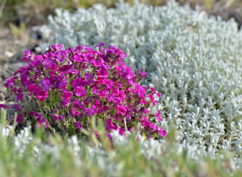 Żagwin pięknie wygląda w towarzystwie innych bylin