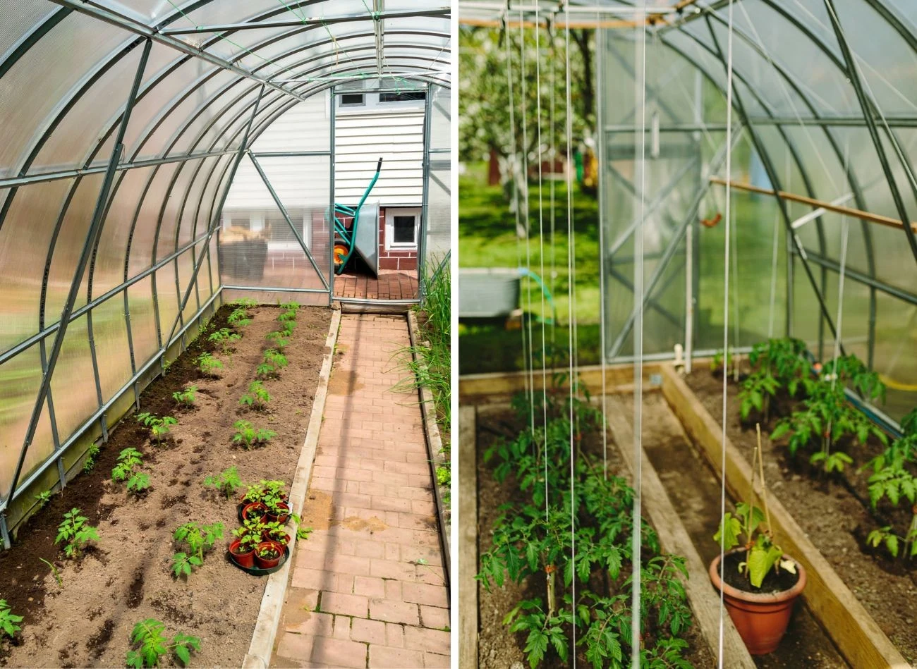 Sadzonki pomidorów uprawianych w tunelu trzeba przywiązywać do sznurków lub palikować