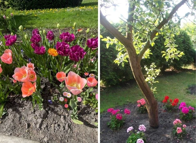 Posadzone kwiaty, krzewy i drzewa dodadzą działce uroku