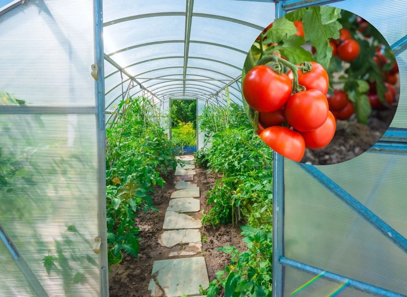 Co posadzić w tunelu obok pomidorów, aby im nie zaszkodzić i zwiększyć plony